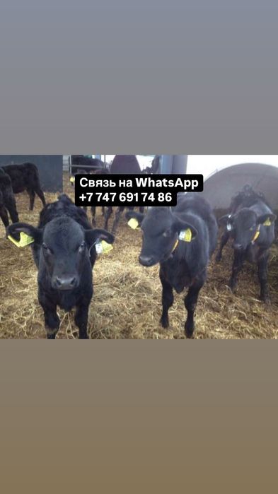 Б’ы’ч’к’и Телята Ангус Белоголовый КРС