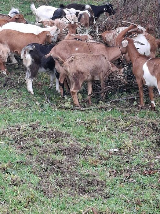 Capre  bune de tinut