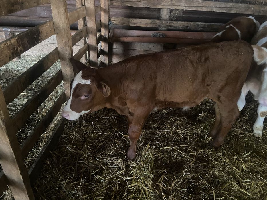 Vand vaca cu vitel !