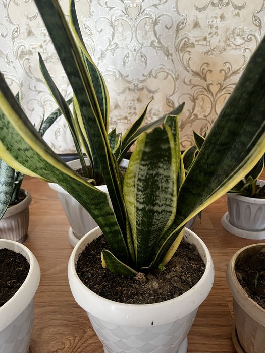 Сансеверия «тёщин язык»