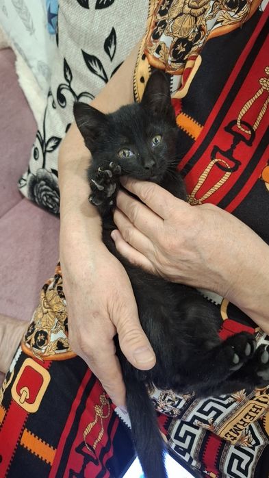 Котёнок ищет дом