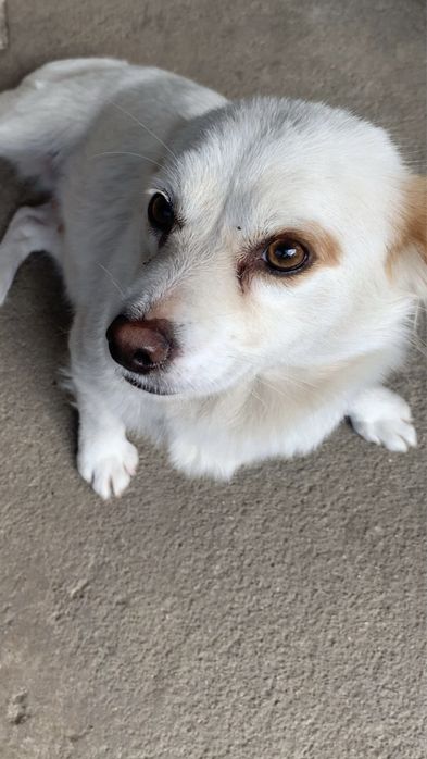 Donez Catei talie mica