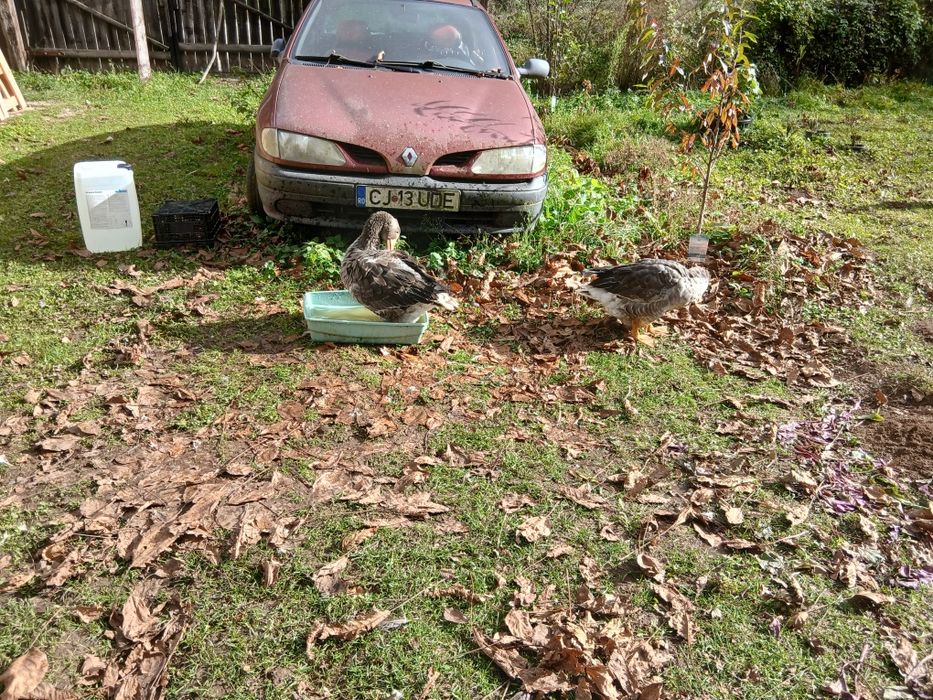 Boboci gasca 4 luni  Landes