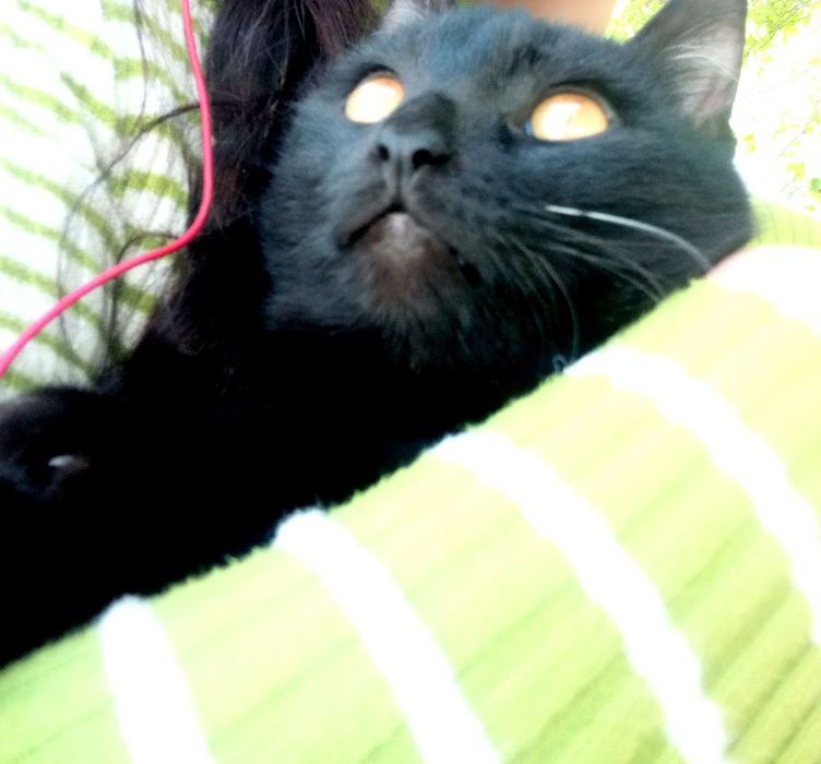 1 yosh Mushukchala hadyaga beriladi