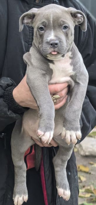 Американско Були ХЛ / American Bully XL  2 момчета и 2 момичета