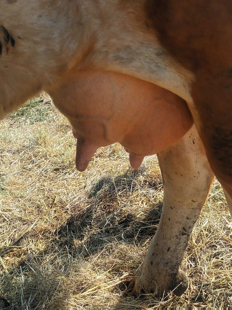 Vand vaca buna de lapte