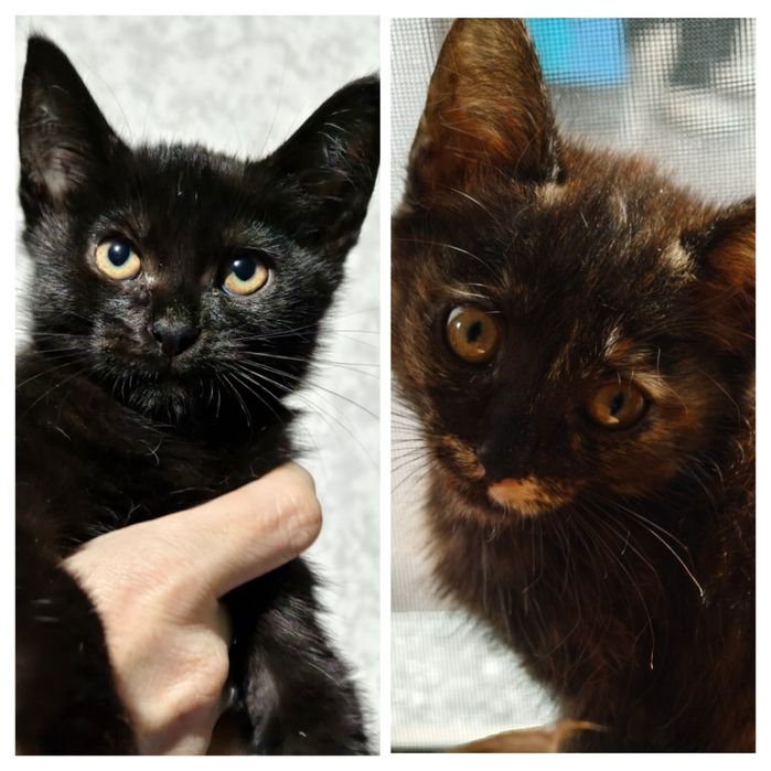 Отдам котят бесплатно