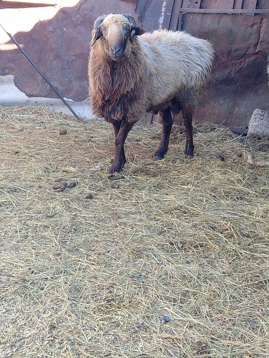 Продам баран с откорма