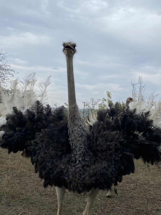 Struti africani vand sau sacrific