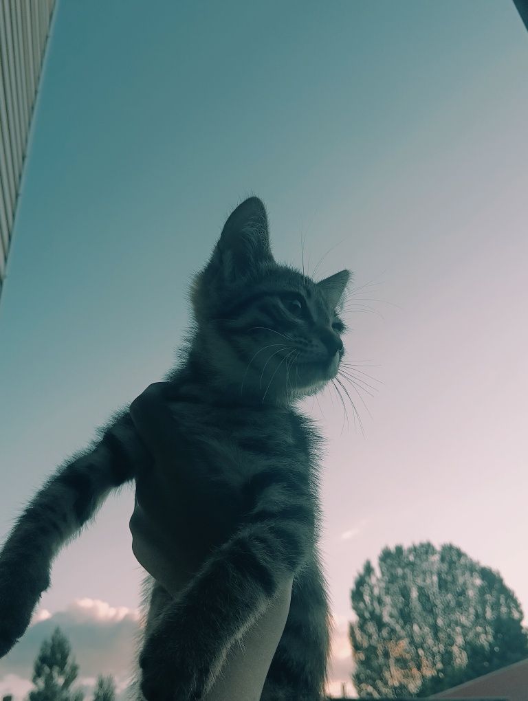 Кошка мальчик растёт дома
