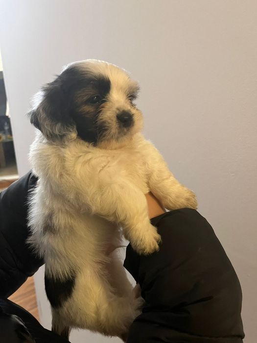 Donez pui Bison Havanez