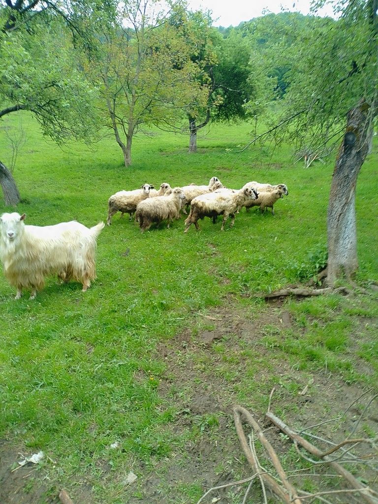 Oi,capre,berbeci,miei