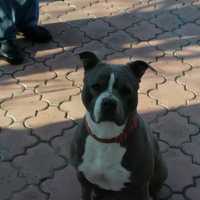 Spre adoptie, Femela Amstaff