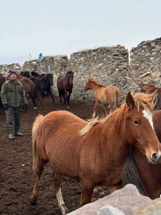 тайчик байтал лошадь продам