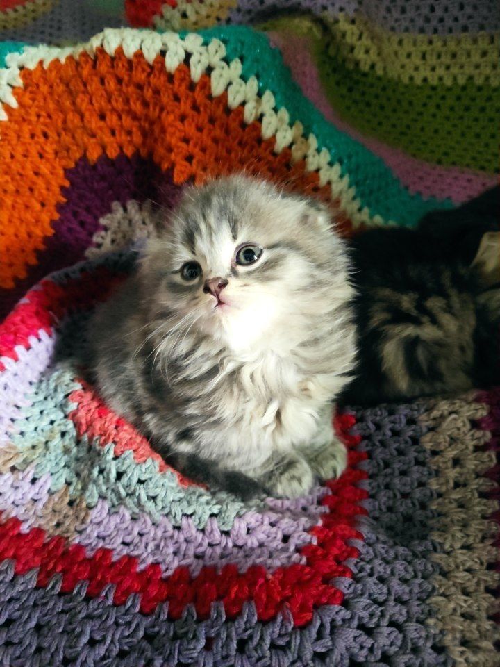 Котята скоттиш фолд