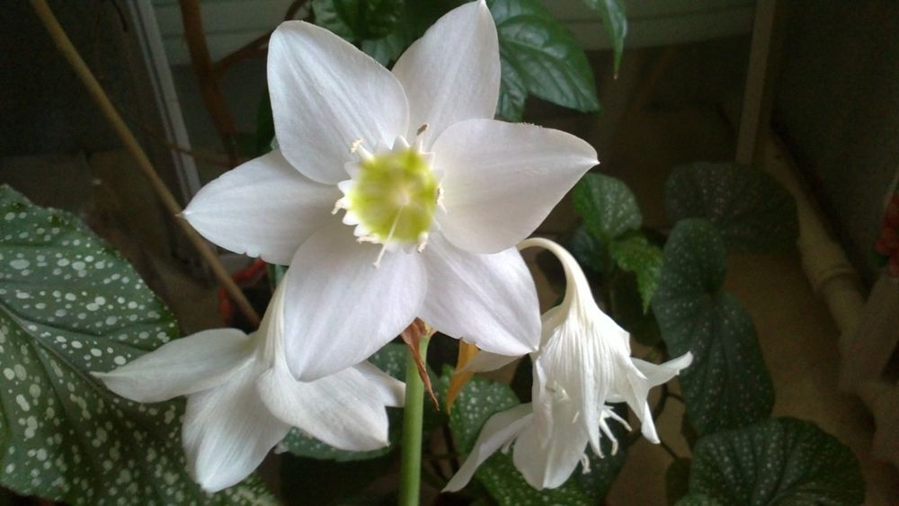 Продам комнатные цветы