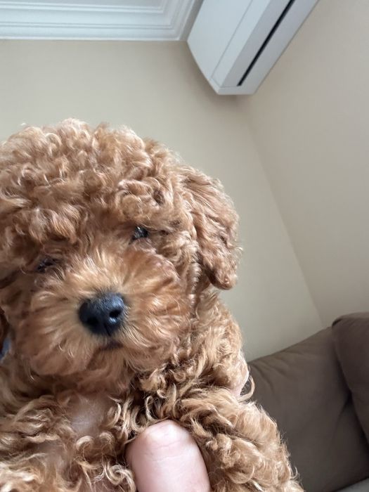 Продавам чистокръвен Той Пудел/Toy Poodle