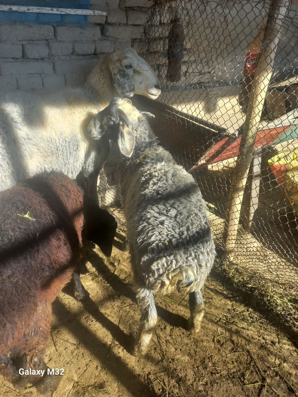 Qo'ylar sotiladi