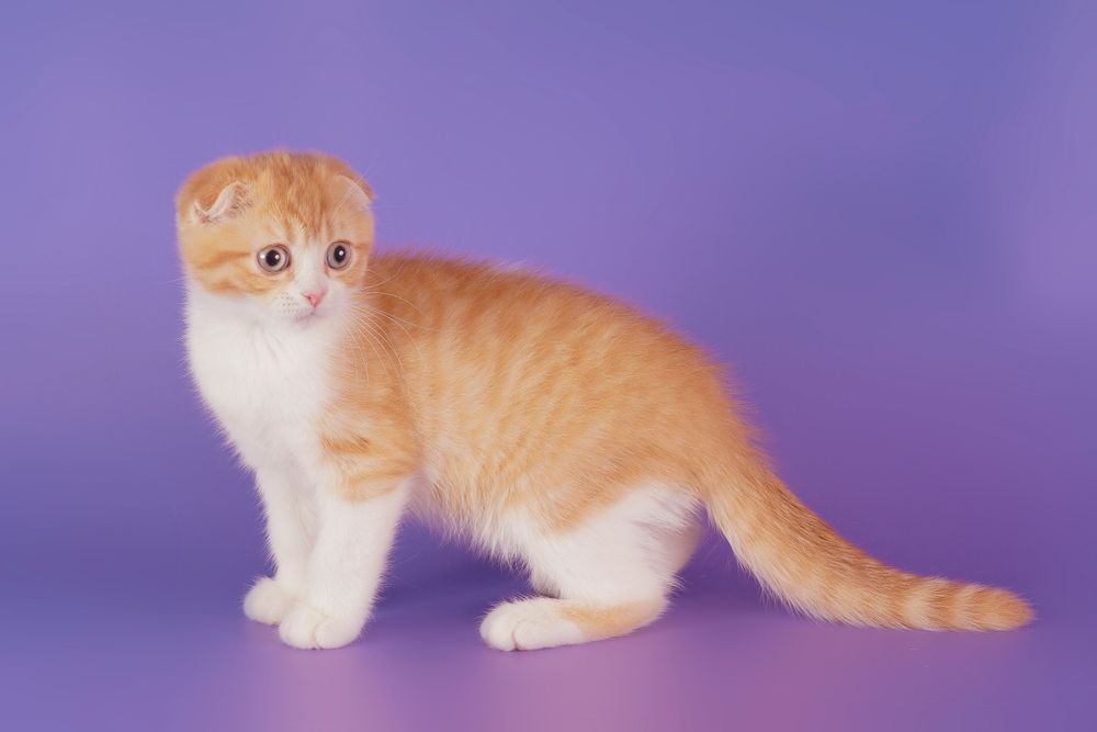 Милые котята породы скотиш фолд