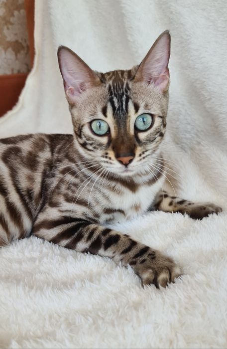 Бенгальская  кошечка 100% чистокровный
