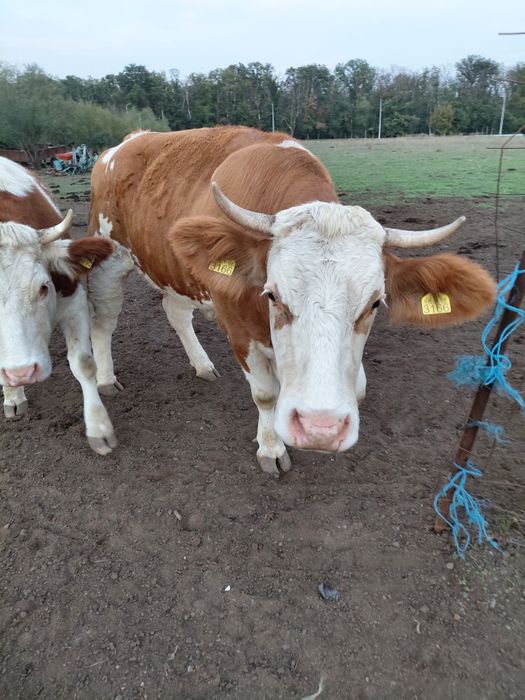 Juninci baltata romaneasca gestante vaci baltata romaneasca gestante