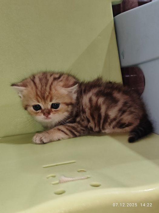 Продается Скоттиш страйт