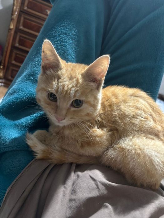 Отдам в хорошое руки