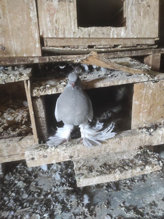 Продаются голуби