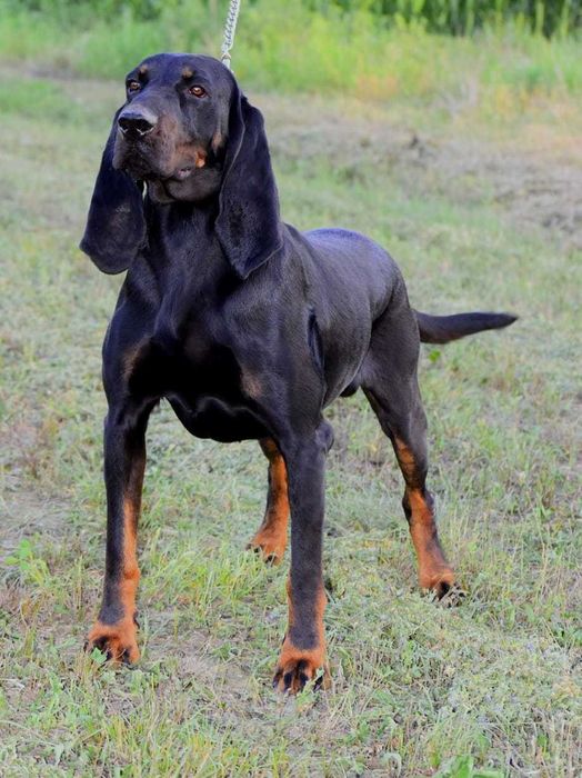 Căței de vânătoare