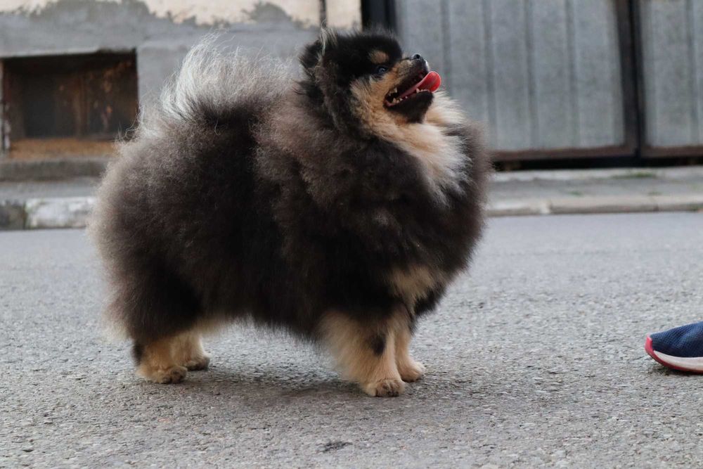 Страхотно момиченце померан с родословие FCI