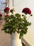 Flori muscate suspendate Calliope L Dark Red 23cm