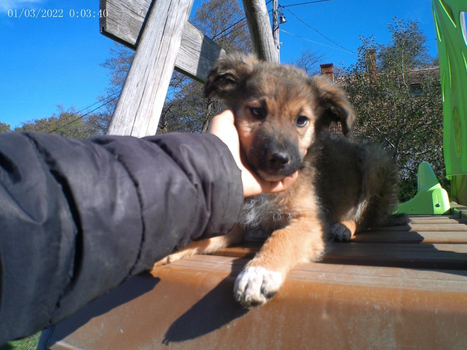 Căței metis,1 băiat, 2 fete