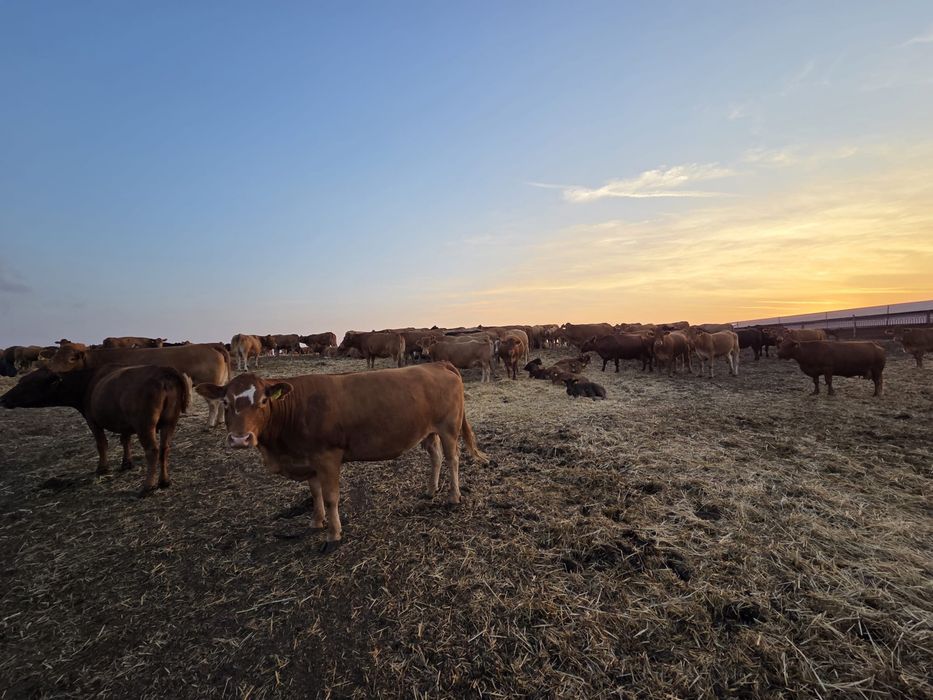 Juninci gestante, rasa Limousine