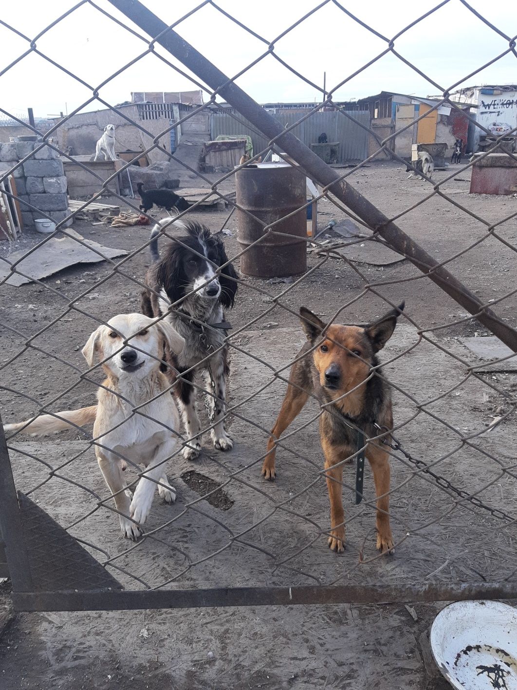 Собаки на охрану в  приюте