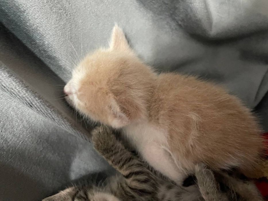 Отдаю даром заряженных кошек на фото не все есть еще