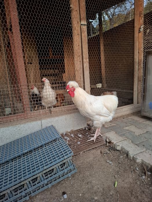 De vânzare gaini moțate