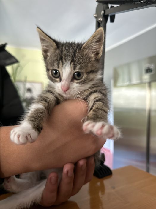 Pisicuta pentru adoptie