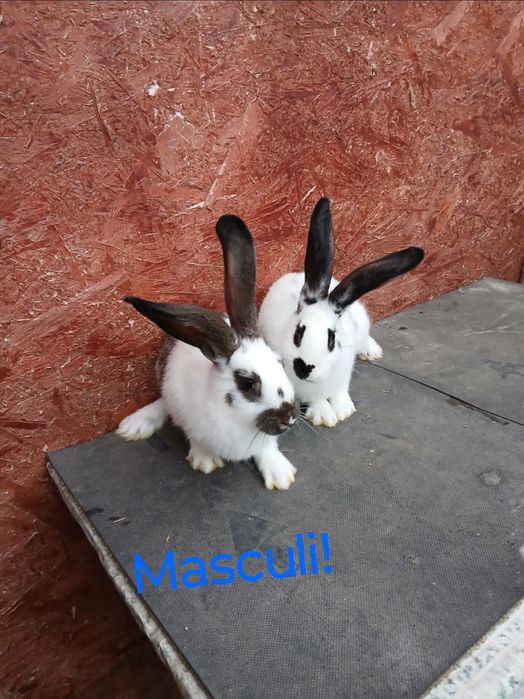 Pui de iepurași!!!