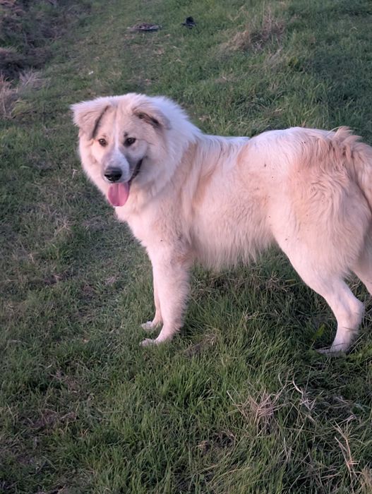 Идеално куче пазач за дома или за ферма