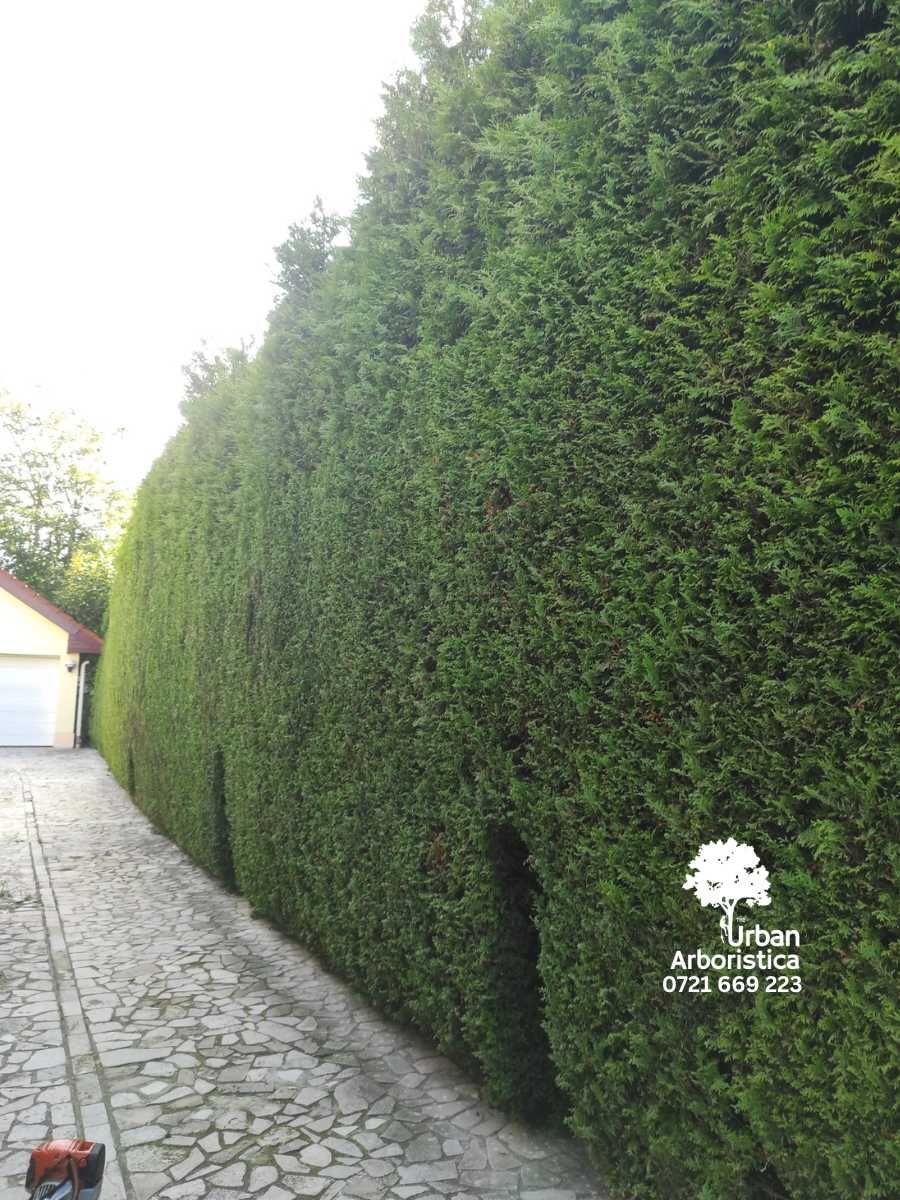 Tuns Gard Viu Tuia Leylandii La Orice Înălțime - Cluj și Împrejurimi