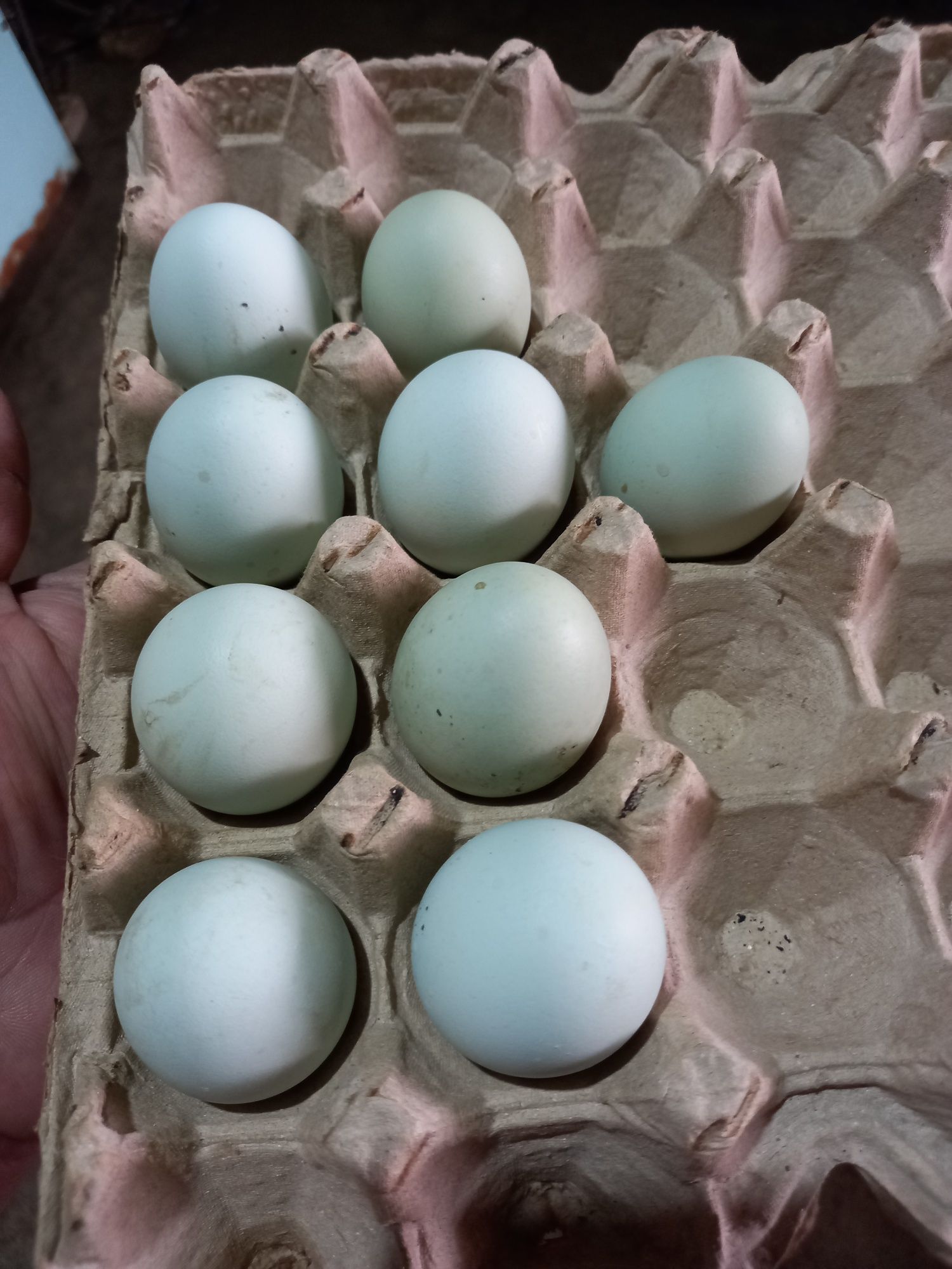Ayam siyami tuxumlari sotiladi