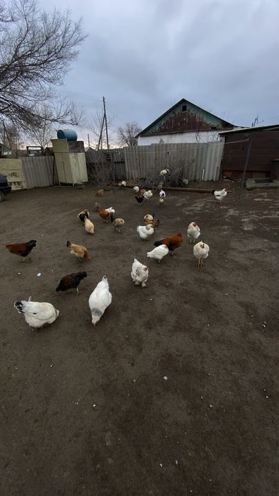 Тауык  әтеш сатылады 2700ден  доставка  актөбенің ішіне бар