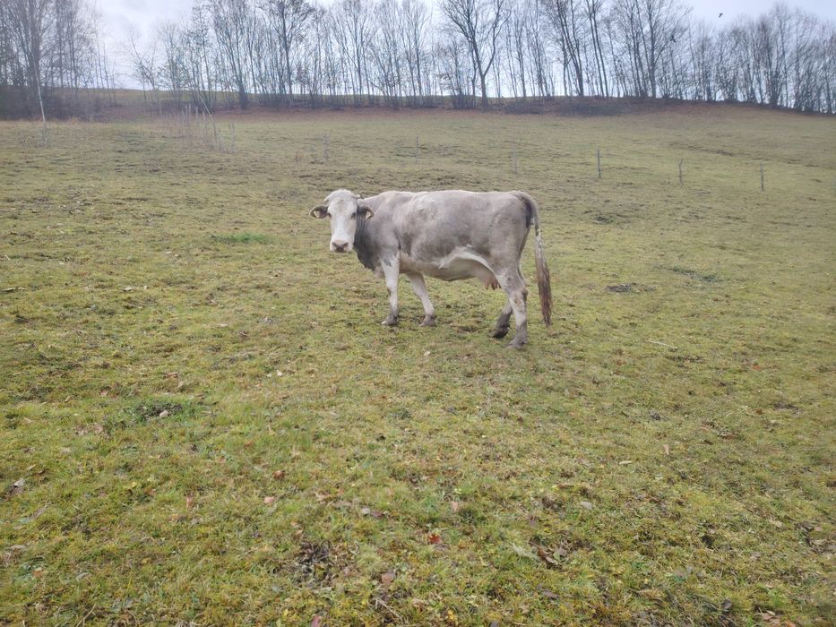 Vând vacă de 6 ani