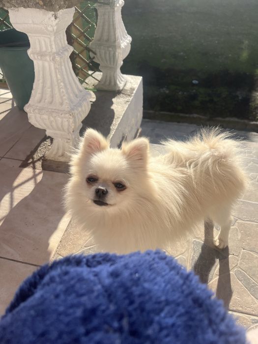 Femela pomeranian mini cu pedigree FCI