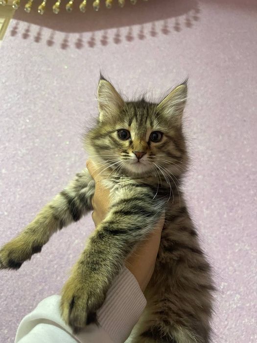 Mushuk tekinga beraman