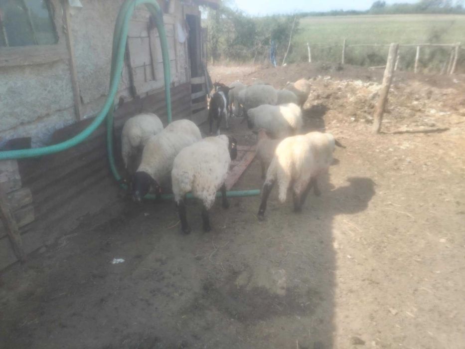Vand oi jud Timiș