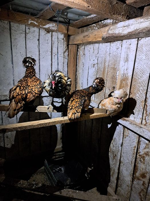 Vând găini de rasa