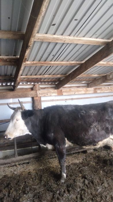 Продам дойную корову