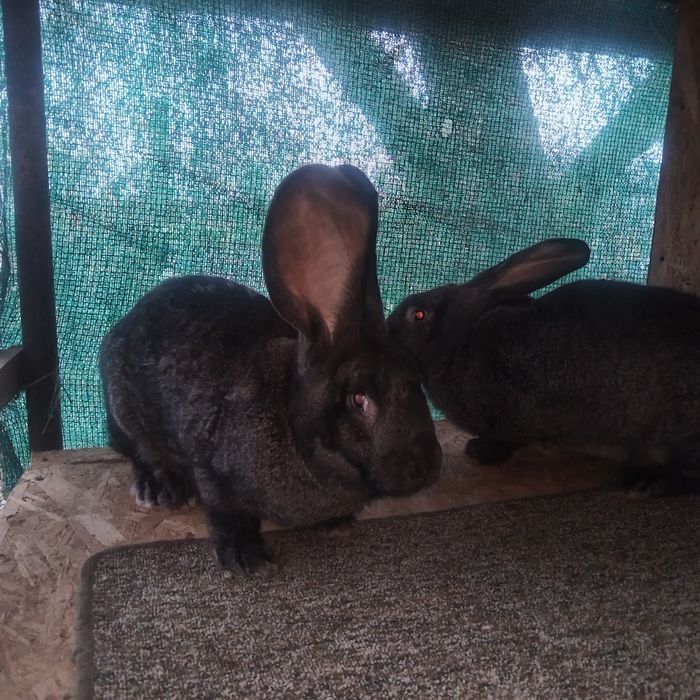 Iepuri Urias Germani