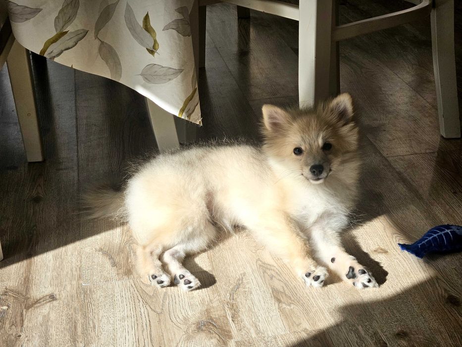 Продава се мини шпиц (Померан) – 5 месеца, МЪЖКИ